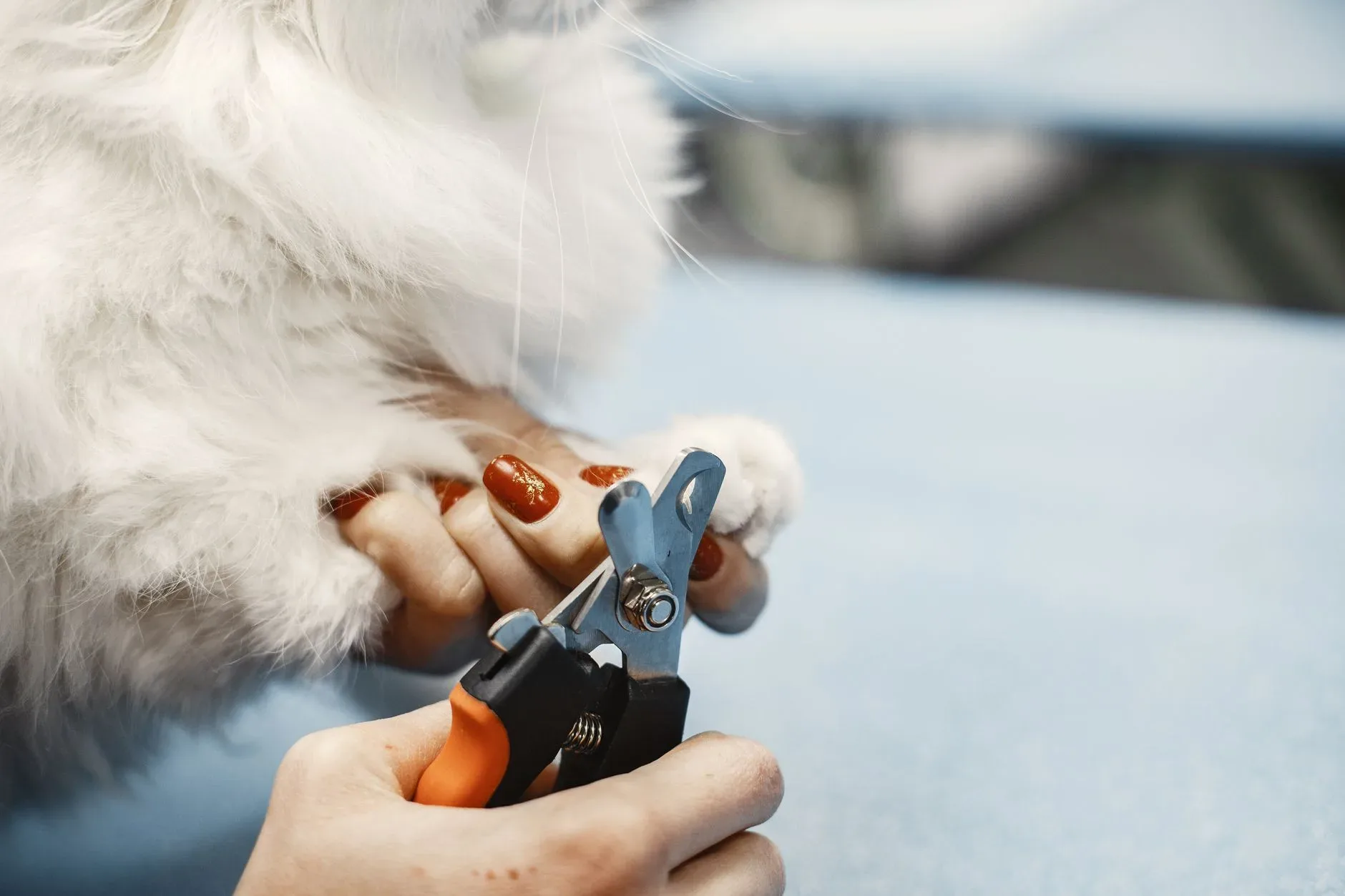 Close-up of a person trimming a cat\'s nails using a pet grooming tool.